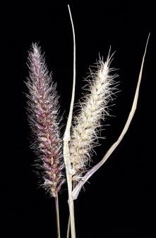 Buffelgrass close up