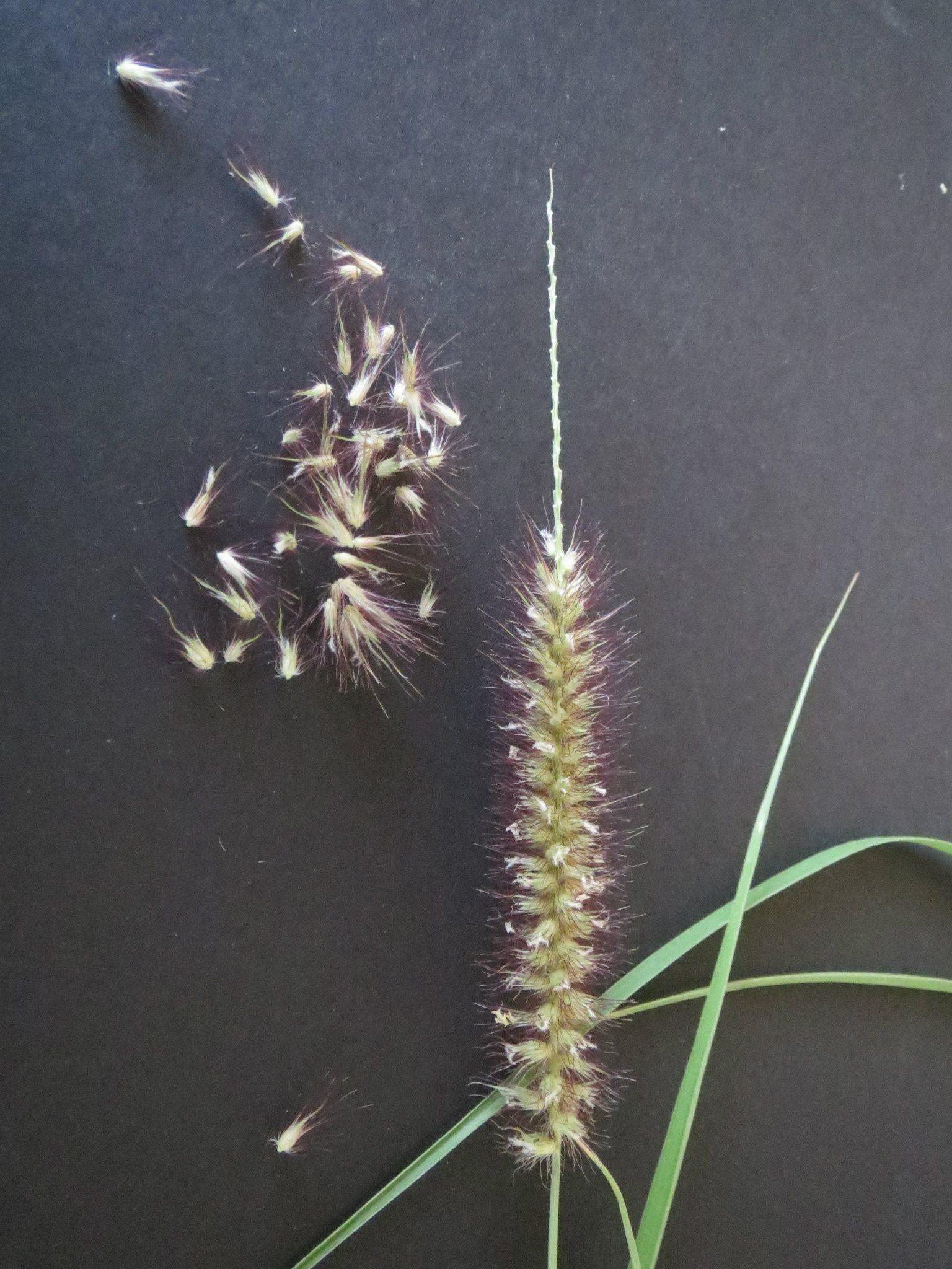 Buffelgrass close up